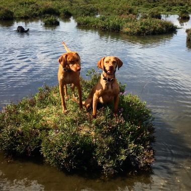 Roxy and Bella at Beaulieu 