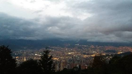 MEDELLIN ANT