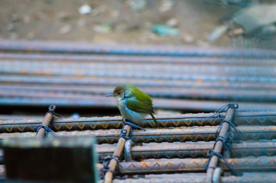 Lonely bird