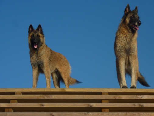 Mes 2 tervueren éduqués au clicker training.De vrais amours que j'amène volontiers en vacances