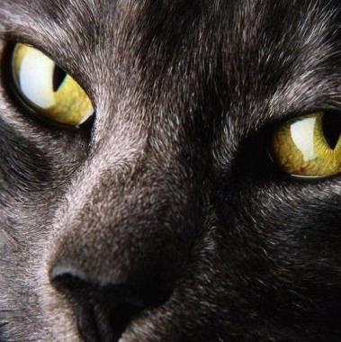 Cuidador De Animais.
