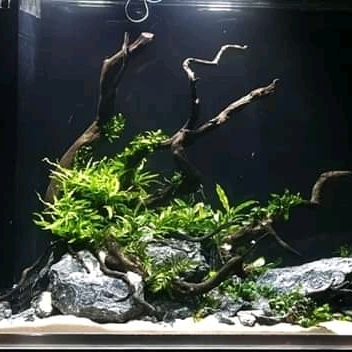 Dragon Aquatics