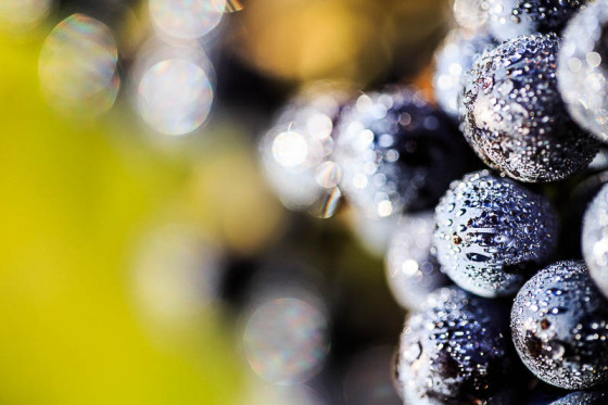 raisins au petit matin