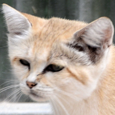 Mizu ''Coiff''