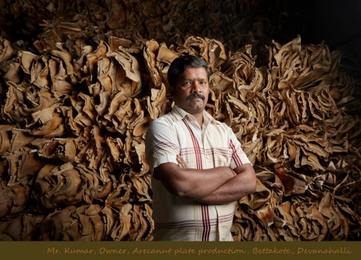 Portrait_Kumar arecanut plant