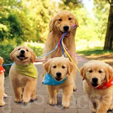 Dog Walker   Professional Pet Care