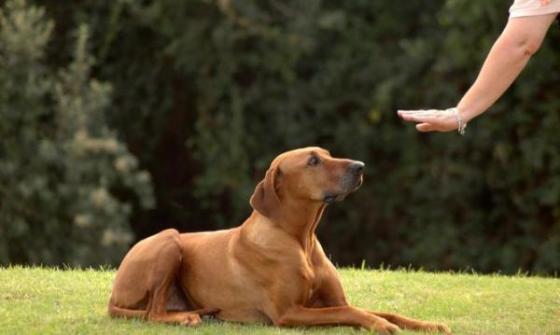 img_tecnicas_de_adiestramiento_canino_21135_paso_0_600.jpg
