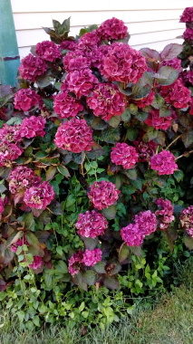 Jardinería Ossandon