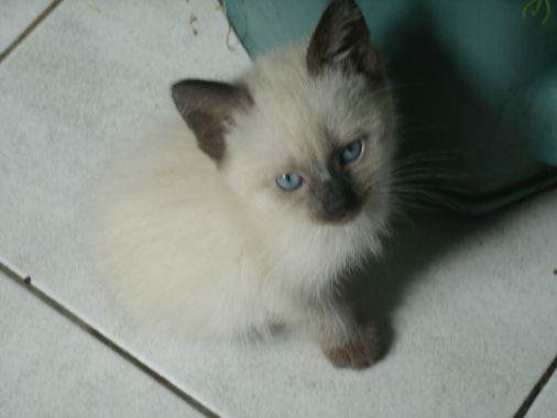 loulou mon chat