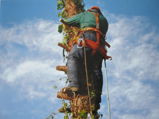 démontage d'un arbre de 15 m