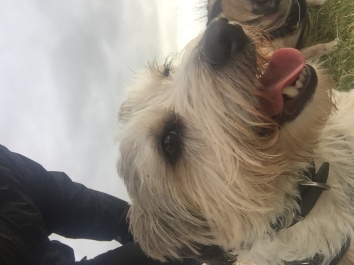 First walkies with Teddy 