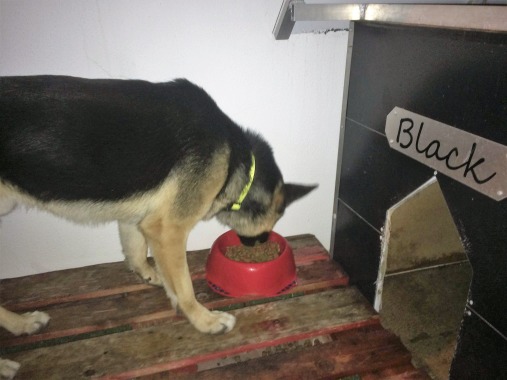 Pet Sitting ao domicílio