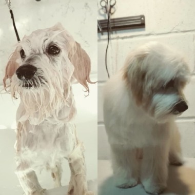 Baño y corte pelo Mestizo