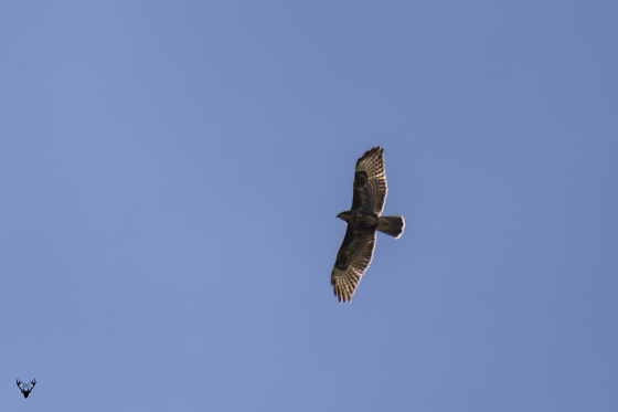 Poiana - Buteo buteo