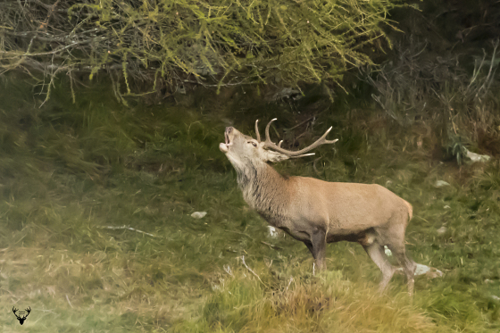 Cervo - Cervus elaphus