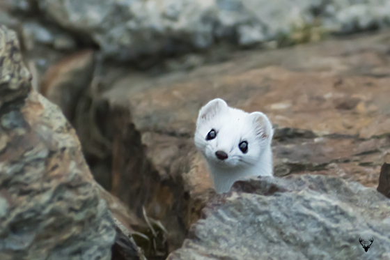 Ermellino - Mustela erminea