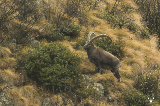 Stambecco - Capra ibex