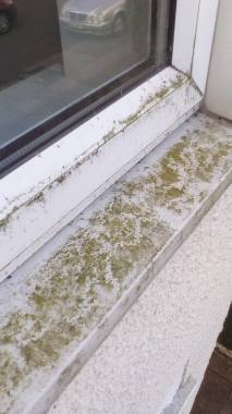 Windows sills grubby?