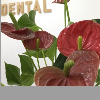 9Dental Cabinet Dentaire