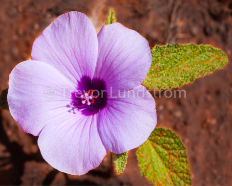 Sturts Hibiscus ( Hibiscus sturtii )  in the Cape Range National Park
