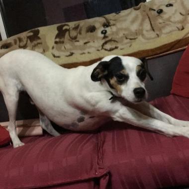 Paseadora De Perros