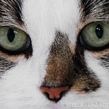Stella Luna Fotografie
