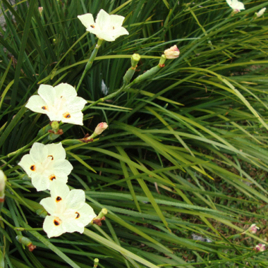 Belle Jardin