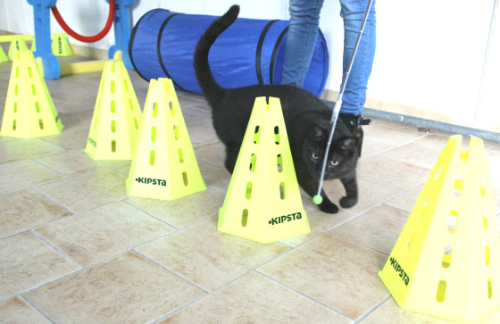 Cat Agility
http://www.cosmochats.com/cat-agility-chats-et-chatons-lyon.html