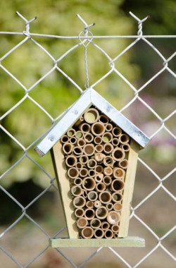 Un jardin accueillant pour les insectes auxiliaires