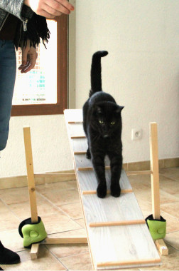 Cat Agility
http://www.cosmochats.com/cat-agility-chats-et-chatons-lyon.html