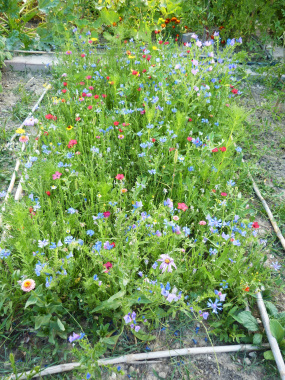 Prairie fleurie