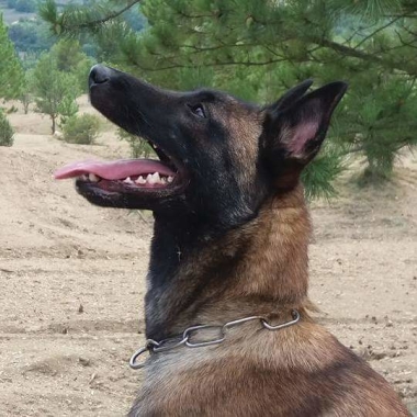 Sarl Cyno Training Pro Dog