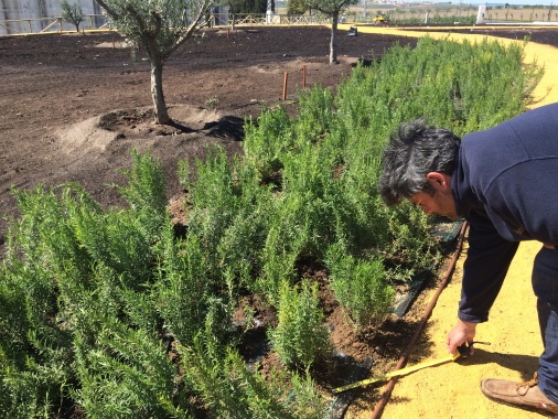 Plantación de romeros (Rosmarinus officinalis) en parterre. 2016