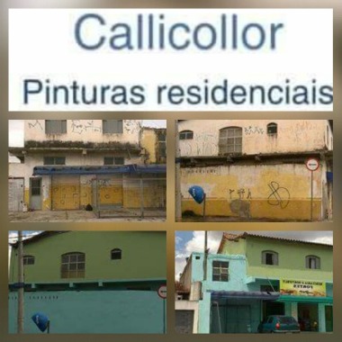 Callicollor