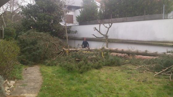 --Une entaille d'un tronc bien faite et calculée pour faire tomber un arbre est un travail de précision ,demande de l'expérience et une formation.
--Indispensable pour faire tomber les arbres au mètre près et sans dégâts .