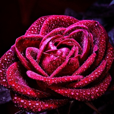 Rosa Haro