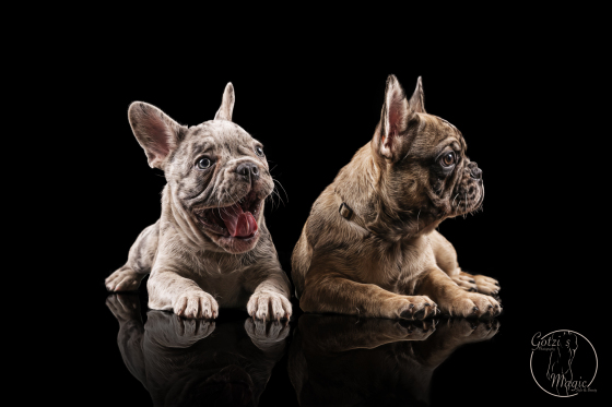 Photography Chien