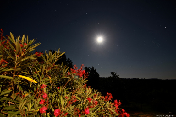 Fleurs de nuit - Guiche - 2014