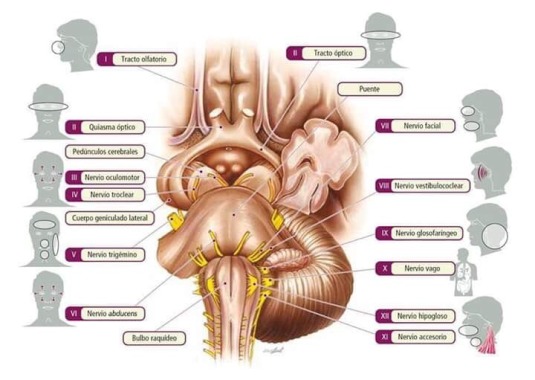 Terapia física neurologica