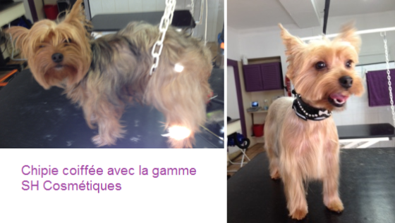 Chipie