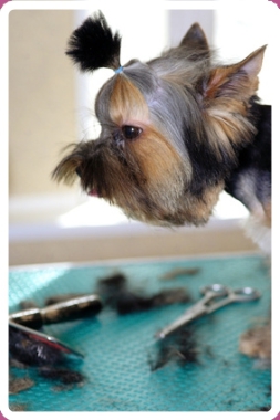 Le spécialiste de chiens et chats à votre service depuis 2000