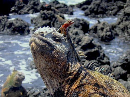 Visita como tour líder a Galápagos