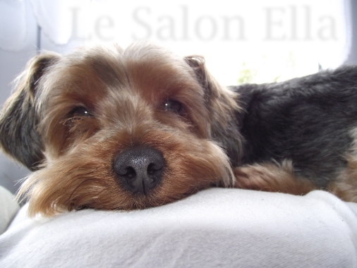 Vous pouvez également nous confier l’épilation de votre chien.