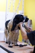 Shampooing, conditionneur, démêlant, parfum
Nous vous proposons différentes marques telles que :

    Khara
    Matex

    Biogance
    Beaphar