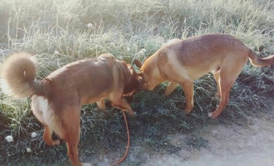 Mady et Spike partagent une odeur