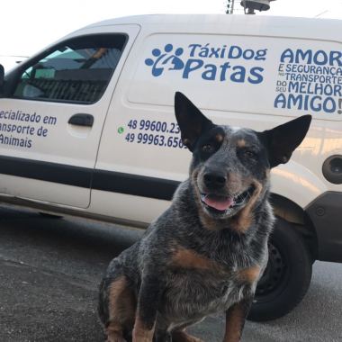 Táxi Dog 4 Patas