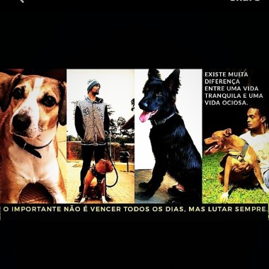 Husty Dog Walker