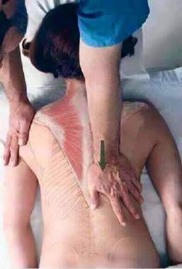 Pressing the edge of spinalcolum benifits the correct posture of backbone