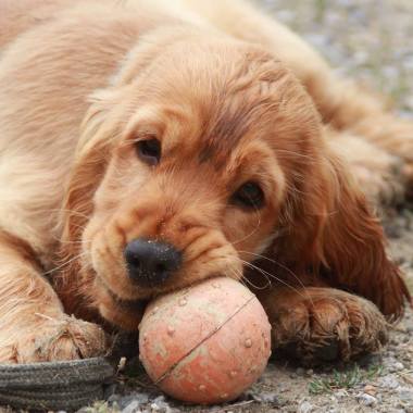 Scoubidogservices