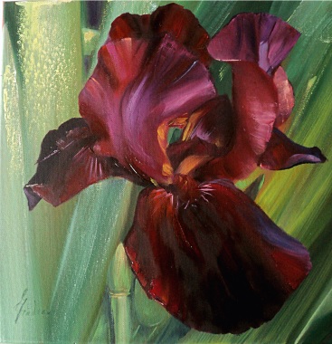 IRIS -ulei pe panza 30 x 30 cm